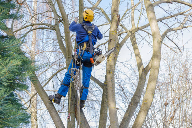 Lawn Pest Prevention in Bellerose, NY